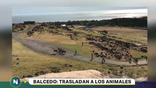 Balcedo: trasladan a los animales