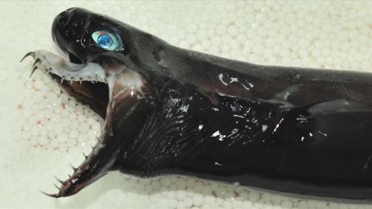 Hallaron espeluznantes "tiburones víboras" con dientes en forma de aguja
