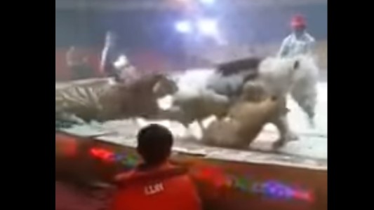 Video: un tigre y una leona atacan a un caballo en plena función de circo
