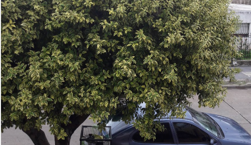 El reto viral del momento: ¿dónde está el gato escondido?