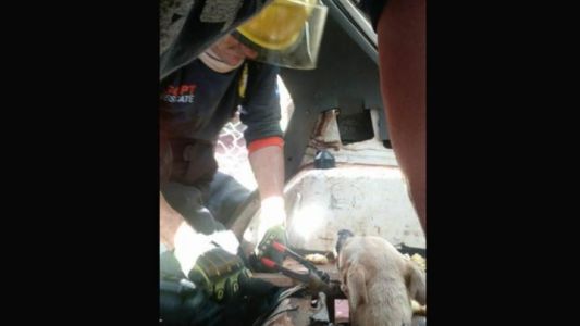 Bomberos trabajaron una hora para liberar a una perra atrapada en un auto