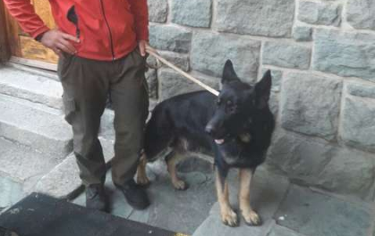Konna, el perro rastreador que encontró a Joaquín Santos en la montaña de Bariloche