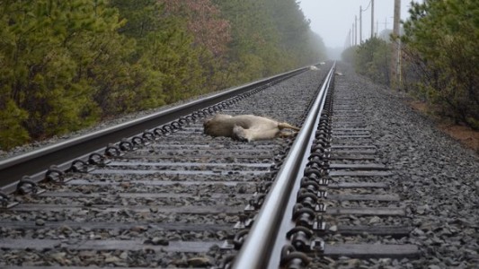 Trenes de alta velocidad "ladran" para espantar a los ciervos y no arrollarlos