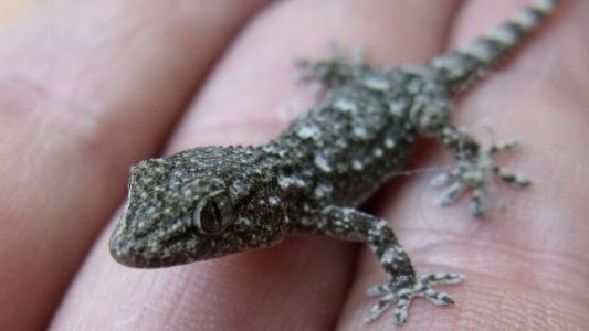 Por el calor, hay una invasión de lagartijas en Capital y el conurbano