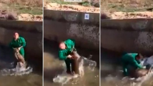 España: la Guardia Civil pidió ayuda en las redes para encontrar al autor de un brutal ataque a un jabalí