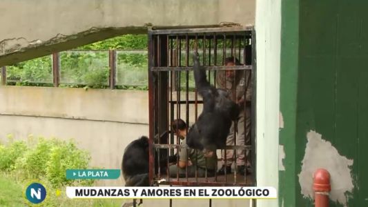 Mudanzas y amores en el zoológico