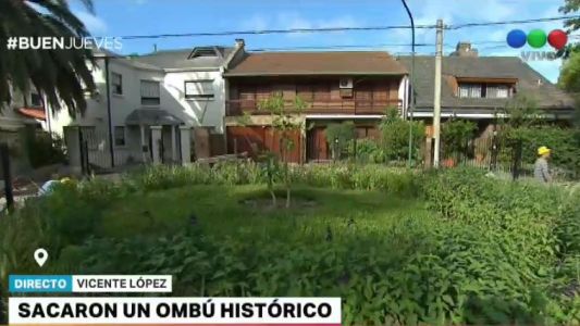 Vicente López: vecinos denuncian que sacaron un ombú de 500 años