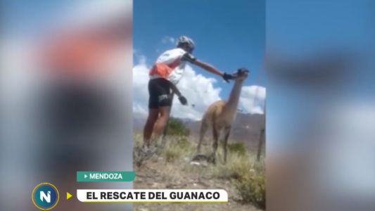 Un ciclista mendocino salvó a un guanaco atrapado en un alambrado