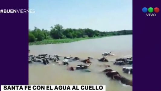 Santa Fe: así trasladan el ganado debido a la crecida en Alejandra