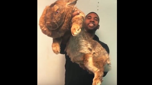 Sorprende en las redes sociales con un conejo gigantesco