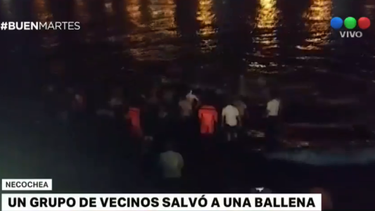 Los vecinos de Necochea que se metieron al mar a la noche para salvar a una ballena varada