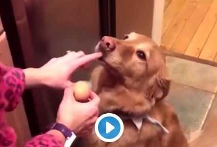 Video viral: el perro que sostiene un huevo con la boca sin romperlo