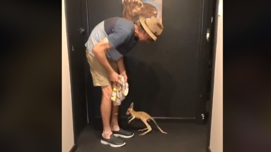 #VideoViral El tierno canguro huérfano que intenta meterse en la bolsa de su cuidador