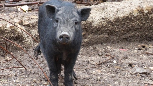 Buscan hogar para 29 cerdos vietnamitas víctimas de maltrato