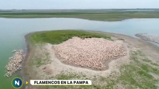 Una colonia de flamencos se afincó en un campo en La Pampa
