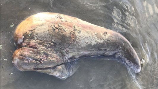 Misterio en Australia por la aparición de una extraña criatura marina