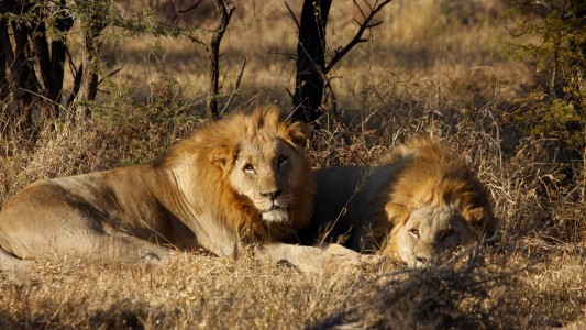 Cazaba ilegalmente y fue devorado por leones en Sudáfrica