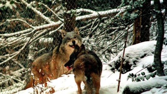 Gobierno francés autoriza a matar lobos por los daños que causan