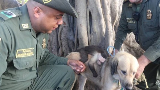 Conmovedor: una perra "adoptó" a un mono