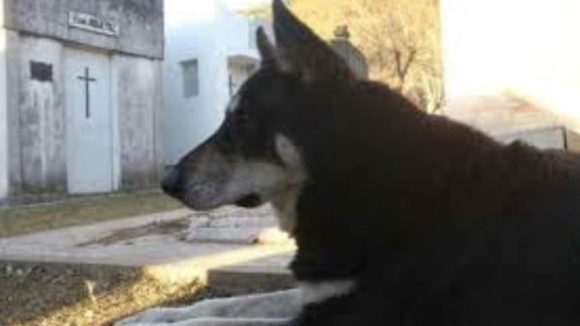 Murió Capitán, el perro que vivía junto a la tumba de su dueño desde hace 10 años