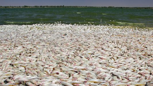 Misterio en La Pampa: aparecieron miles de peces muertos en una laguna