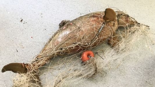 Turistas encuentran a un delfín y a su cría muertos en una red fantasma en Costa Azul
