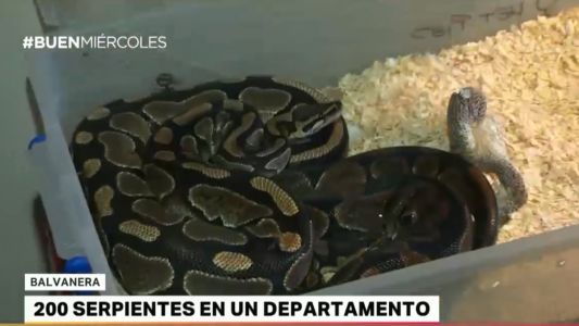 Encontraron 219 serpientes exóticas en un departamento de Once