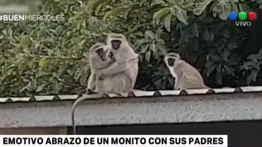 Ternura total: el abrazo de un mono al reencontramos con sus padres