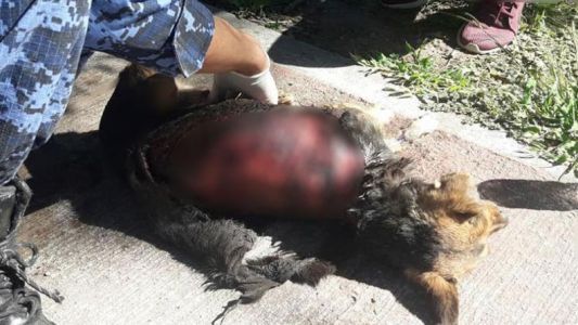 Encontraron a una perrita despellejada en Córdoba
