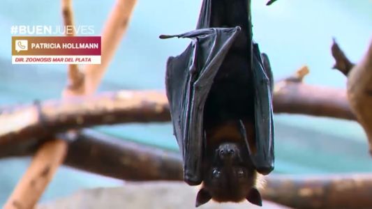 Un murciélago con rabia mordió a un nene en Mar del Plata