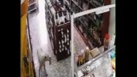 Video: un perro entra a un almacén, roba mercadería y después se entrega