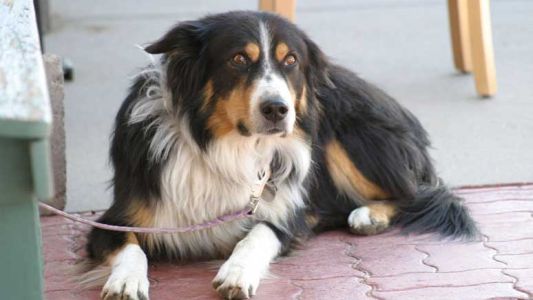 En Mendoza preparan un encuentro masivo entre perros perdidos y dueños que los buscan