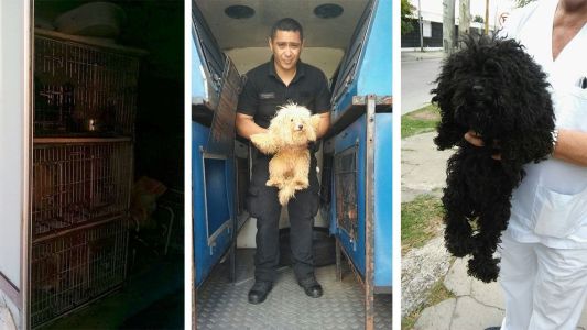 Criadero ilegal de caniches toy: vendían perros con las cuerdas vocales cortadas