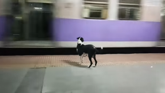 Video: la conmovedora historia de la perra que todas las noches espera el mismo tren