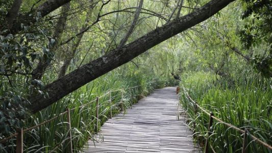 Inauguran la Reserva Natural de Avellaneda con cientos de especies de aves y libélulas