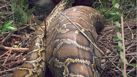 Una pitón gigante se traga un ciervo que pesa el doble que ella