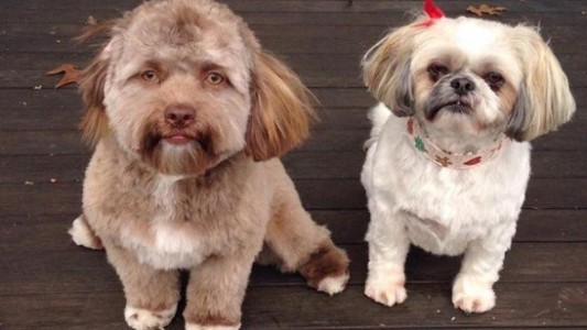 La historia de Bob, el perro que tiene cara de ser humano