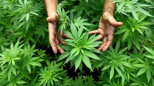 Inédito fallo permitirá a una mamá salteña cultivar cannabis medicinal