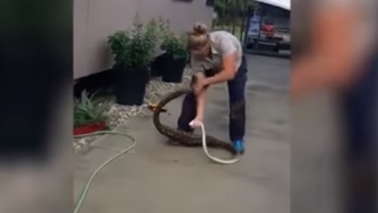 Una electricista capturó en una casa a una pitón que se había comido un gato