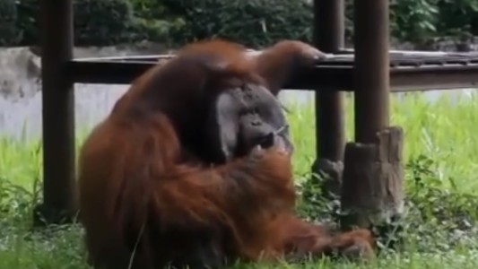 Visitantes de un zoológico le tiran cigarrillos a un orangután para que los fume