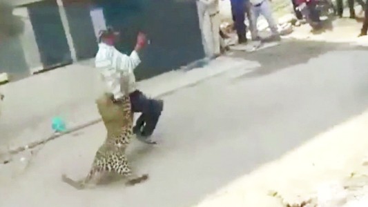 Fuertes imágenes: un leopardo salvaje atacó a los habitantes de una ciudad de la India