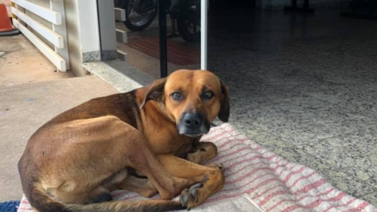 Viral conmovedor: este perro espera hace cuatro meses en la puerta del hospital en el que murió su dueño