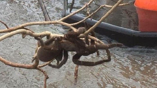 Australia: rescatan a una tarántula gigante durante una inundación y el video se vuelve viral