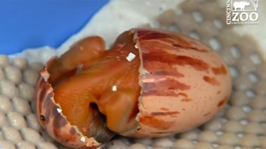 El emotivo nacimiento de un ave del paraíso que se viralizó en las redes