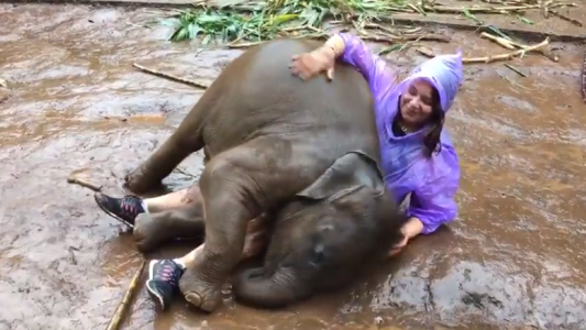 Viral tierno: un bebé de elefante se sienta sobre el regazo de una turista
