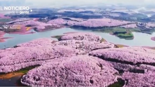 Los colores de China y el ladrón de plantas