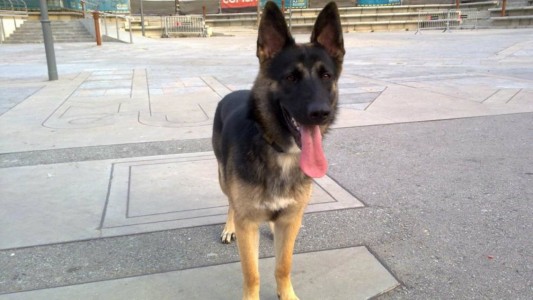 Se separaron y un juez ordenó que compartan la tenencia de su perra