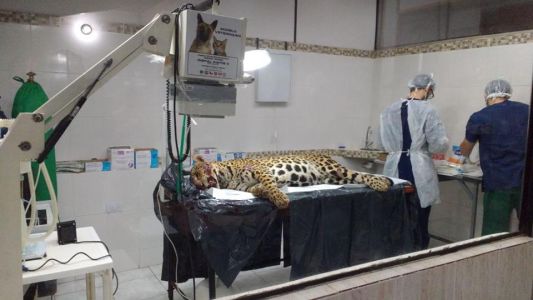Luto en la selva: Atropellaron a una yaguareté preñada a punto de parir dos cachorros