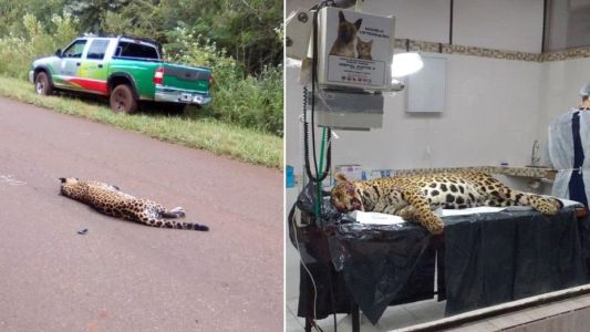 Atropelló y mató a yaguareté preñada: multa podría llegar a 500 mil pesos