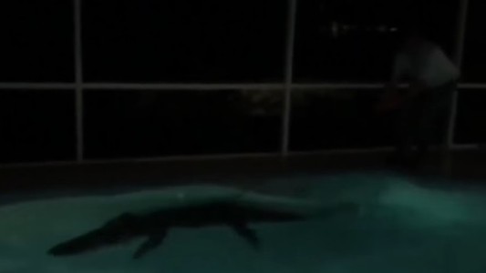 Video: capturaron a un caimán de más de 3 metros en una pileta